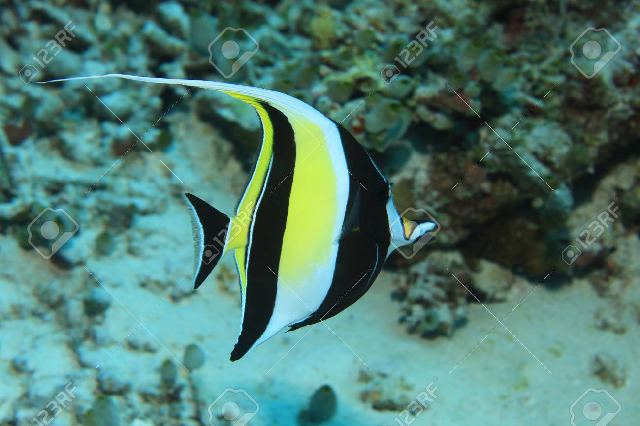 Moorish Idol là loài nổi tiếng là khó nuôi nhất trong dòng cá biển ảnh 1