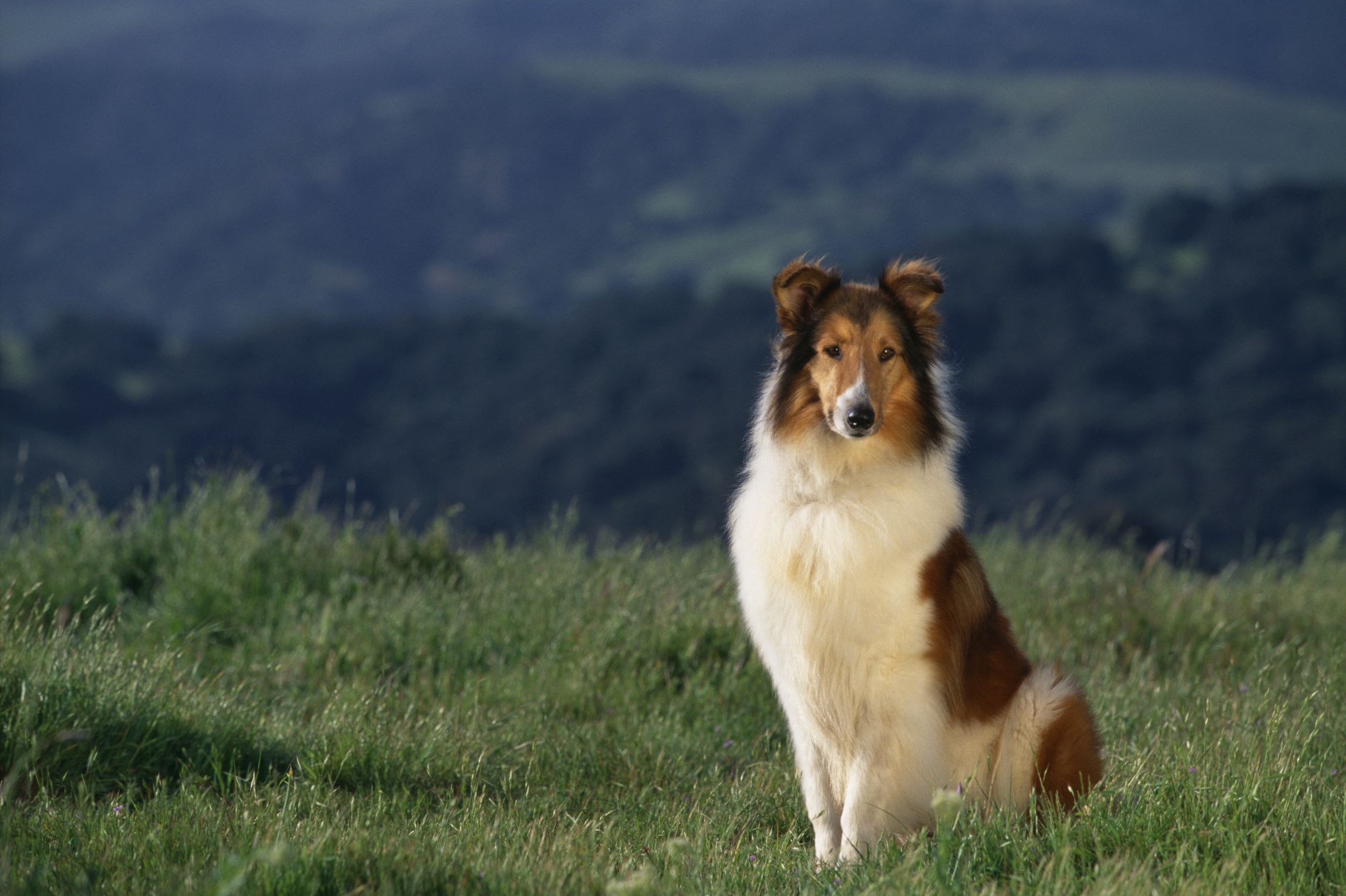 Collie biên giới là giống chó chăn gia súc ảnh 1