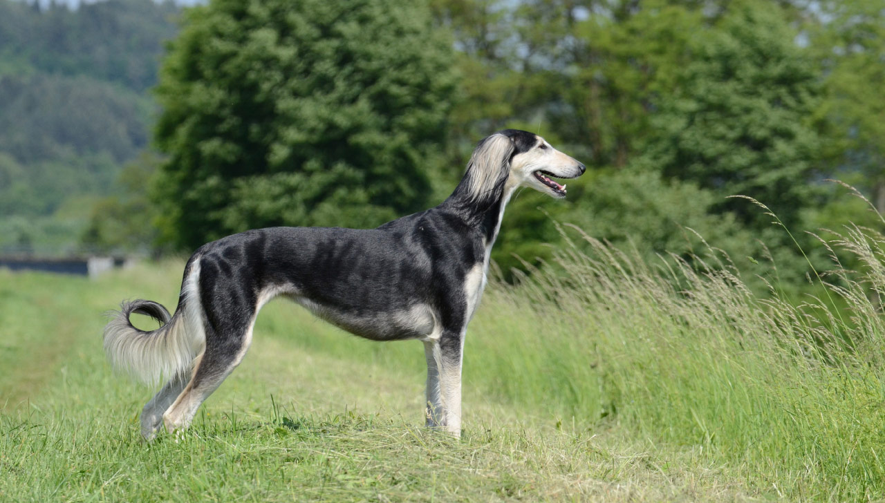 Saluki một dòng chó có nét thanh mảnh và quý phái với một tốc độ chạy rất nhanh ảnh 1