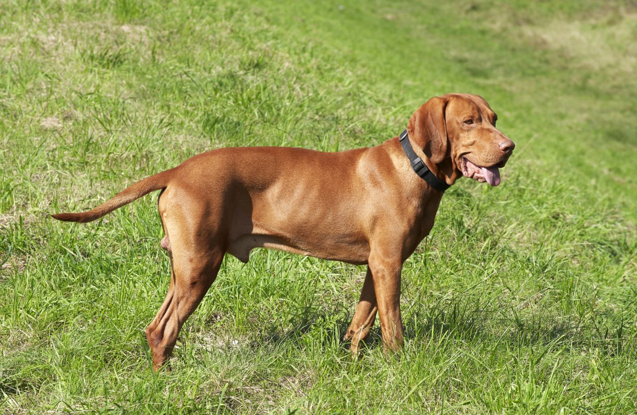 Chó Vizsla là một dòng chó săn và chó tha mồi Hungary ảnh 1