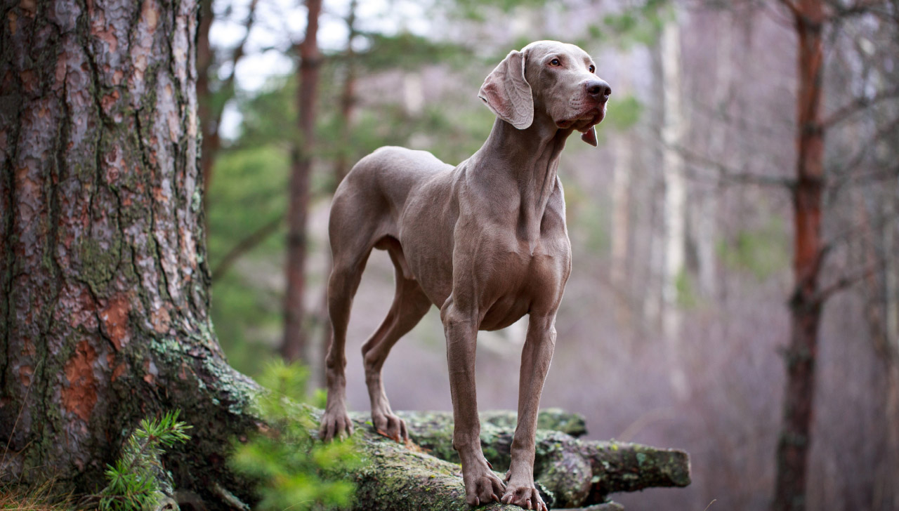 Weimaraner là một loại chó săn thuộc dòng chó săn mồi ảnh 1