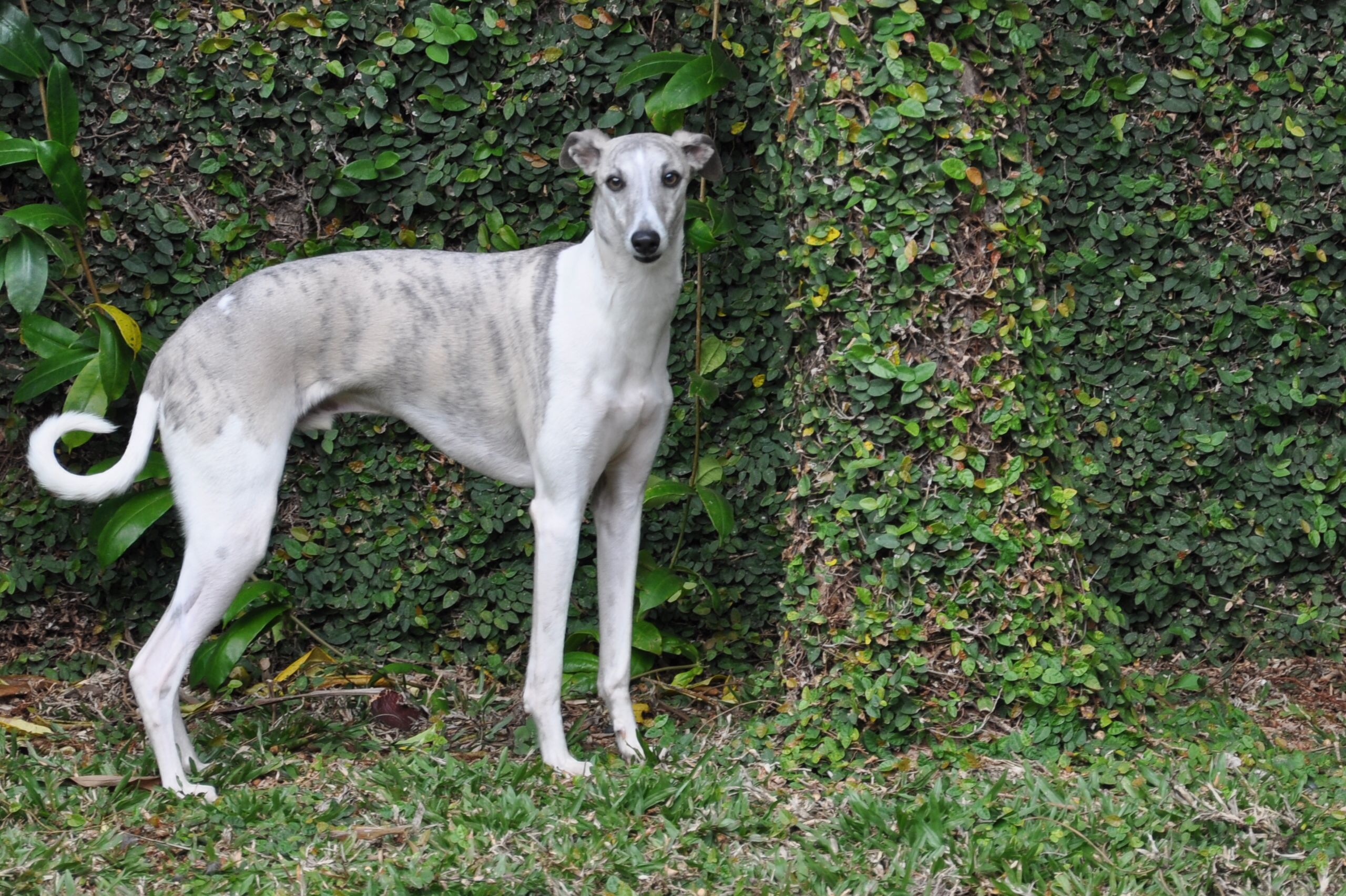 Whippet là một giống chó săn tầm trung và vừa có nguồn gốc ở Anh ảnh 1