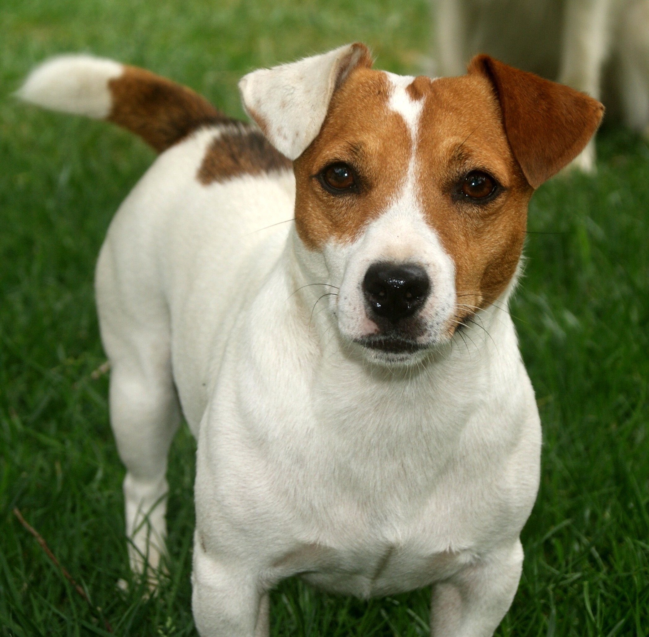 Jack Russell Terrier là giống chó rất chuyên nghiệp ảnh 1