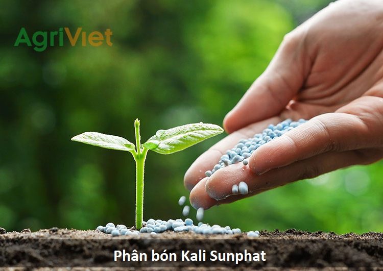 Kali sunfat là thành phần trong phân trộn ảnh 1