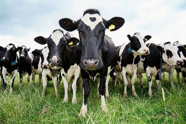 Liều lượng sử dụng thuốc tẩy giun sán cho bò là bao nhiêu?
