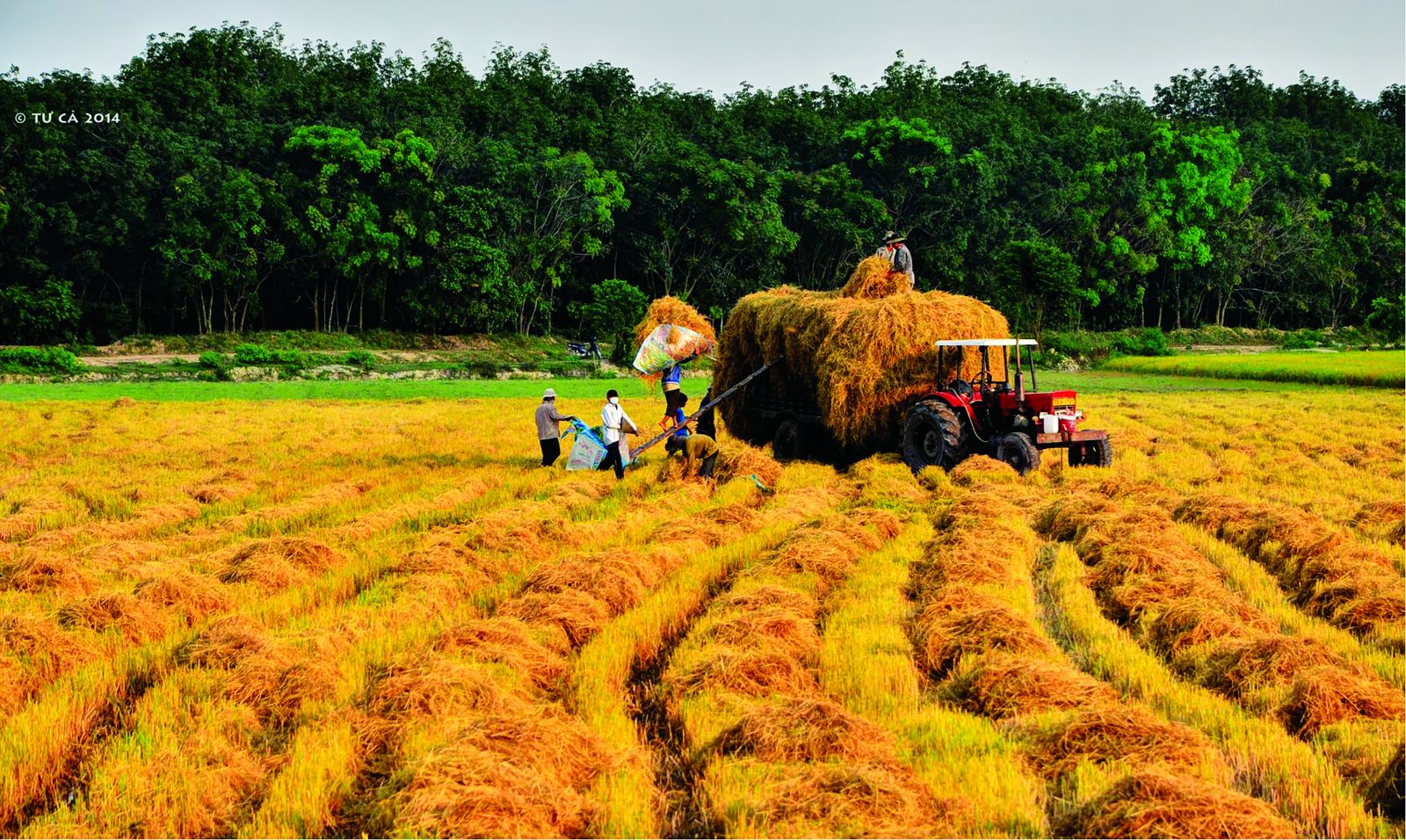 Người dân trong xóm em khi mùa lúa chín thường thức dậy rất sớm để ra đồng đi gặt. Tiếng gặt lúa nghe sột soạt, phá tan đi sự yên lặng của sáng sớm. ảnh 1