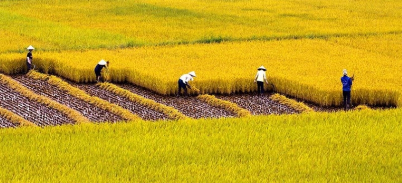 Cánh đồng lúa như tấm thảm khổng lồ ảnh 1