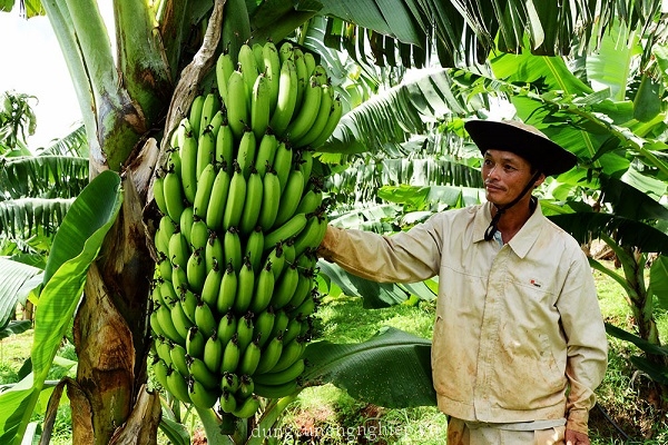 Có nhiều cây chuối bố thân còng lại vì mang một buồng chuối hàng chục nải, quả to bằng cổ tay trẻ em lên hai. ảnh 1