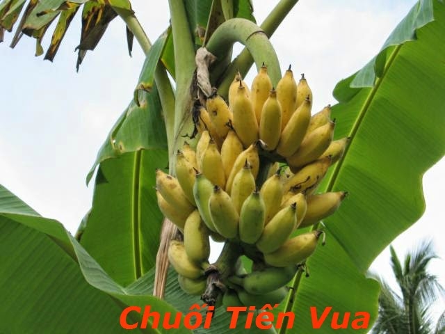 Chuối ngự ảnh 1