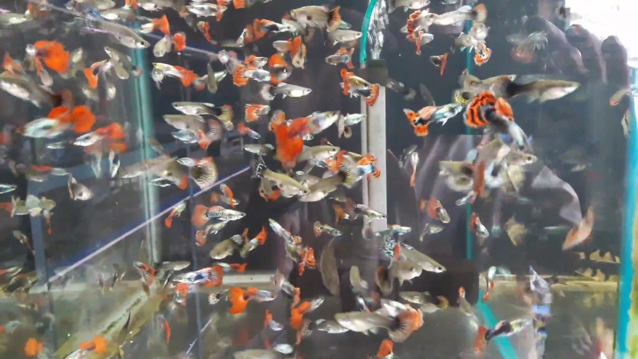 Cá bảy màu sống theo đàn, là loài cá cảnh dễ nuôi ảnh 1