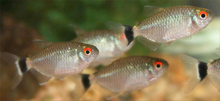 Cá ngân bình còn có tên gọi khác là cá mắt ngọc bởi chúng sở hữu cặp mắt đỏ sáng rất nổi bật ảnh 1