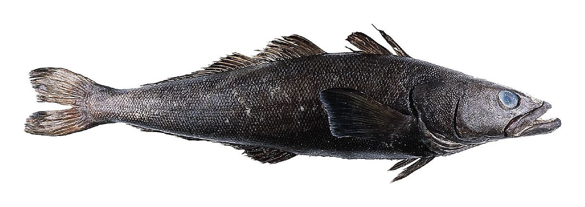 Cá toothfish ở Nam Cực có thể bơi qua vùng cực băng giá ảnh 1