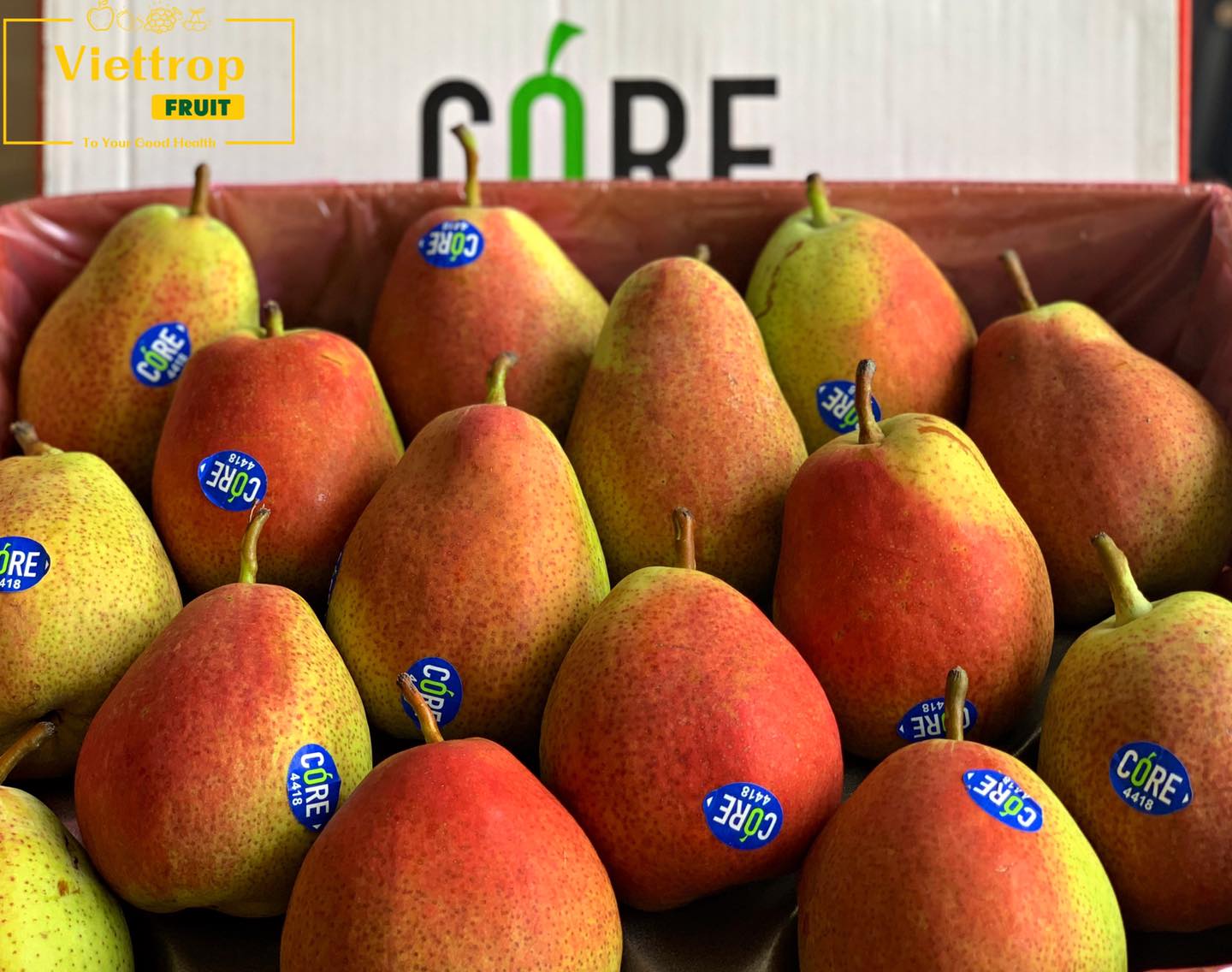 Viettropfruit Trái cây sạch tiêu chuẩn GlobalG.A.P ảnh 1
