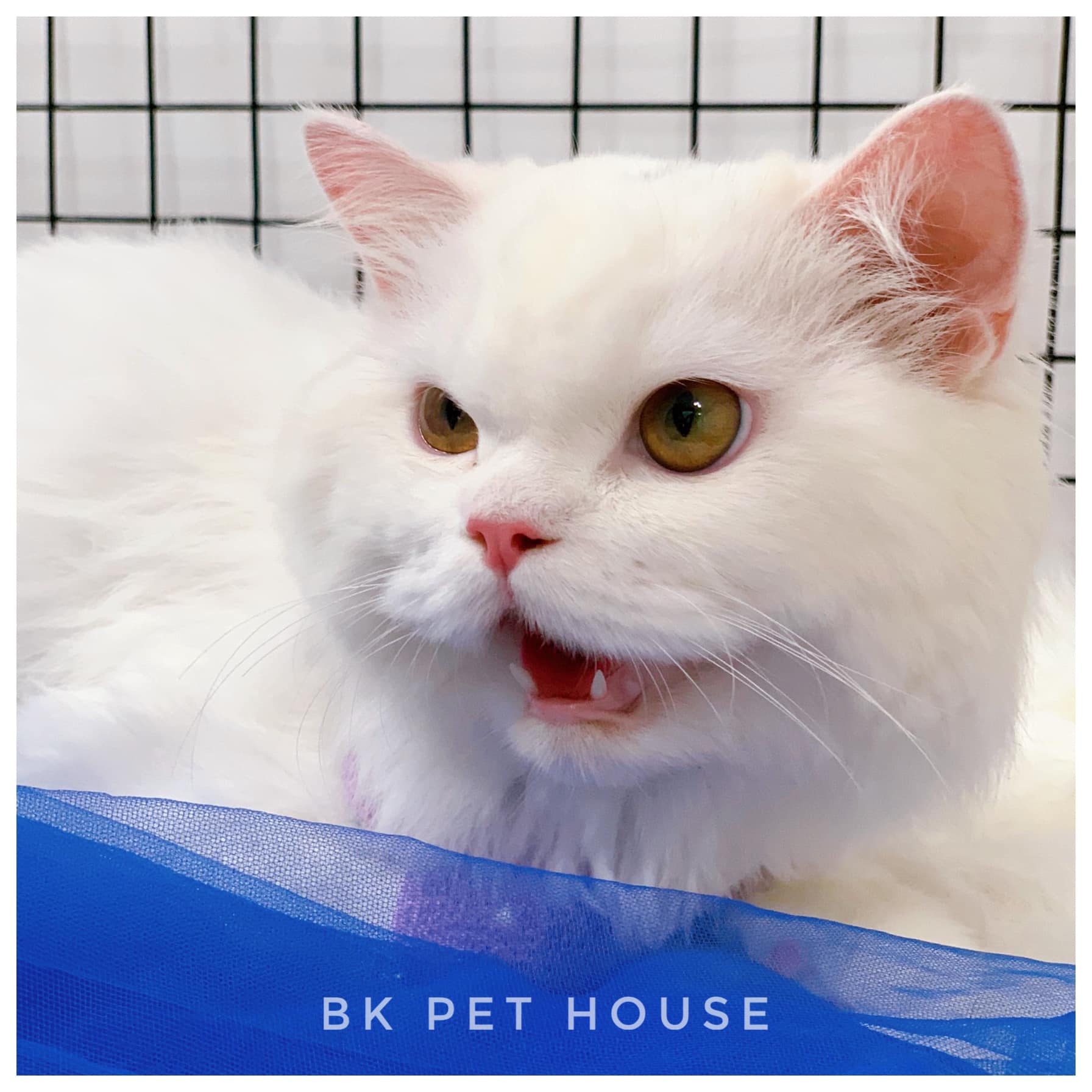 BK Pet House ảnh 1