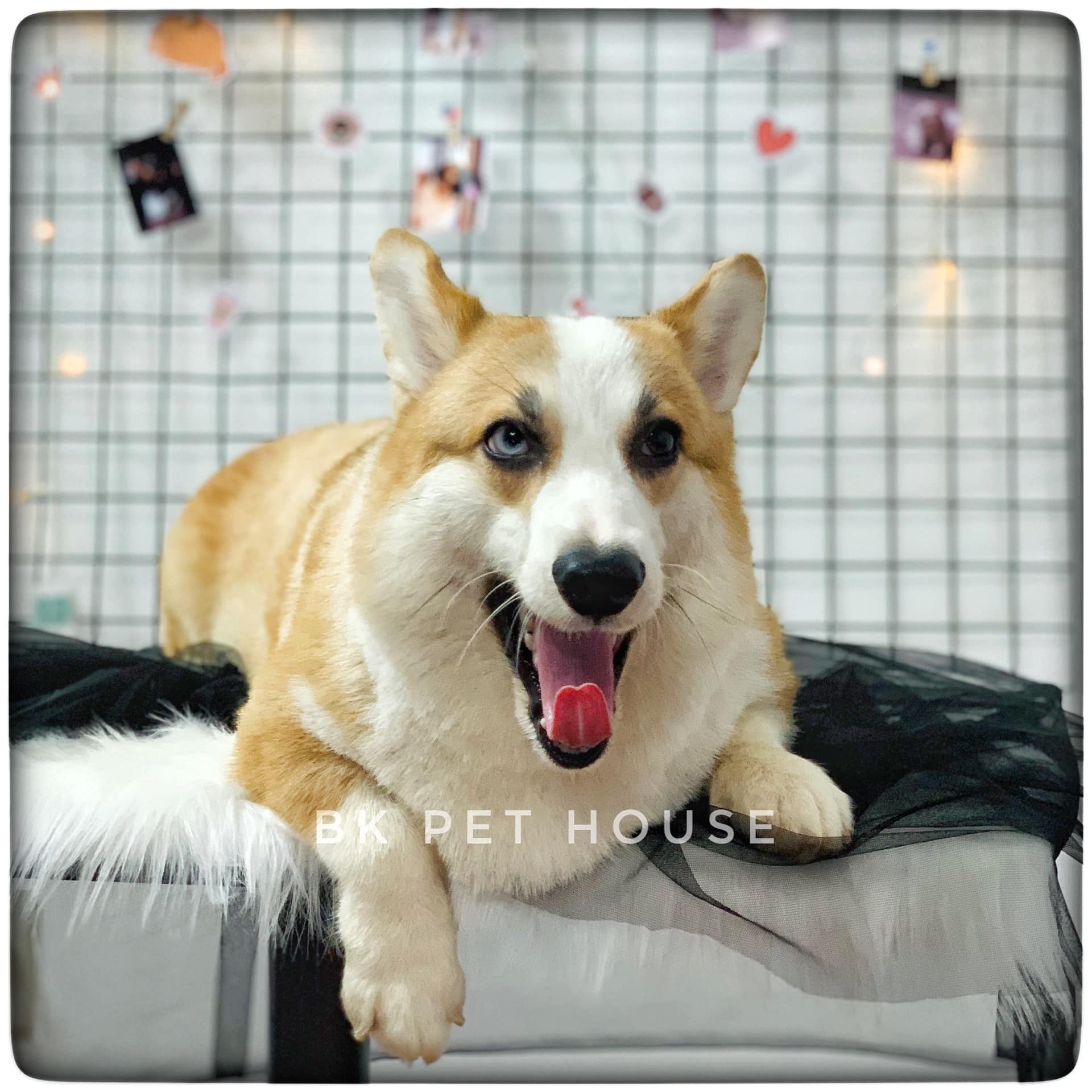 BK Pet House ảnh 2