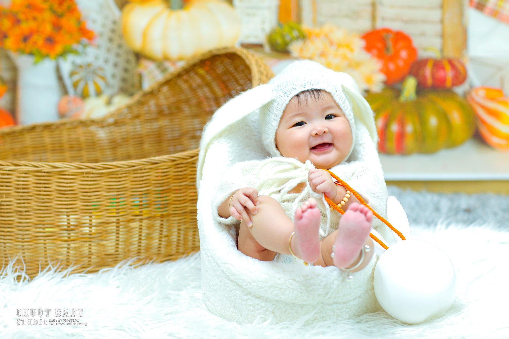 Chuột Baby Studio ảnh 2