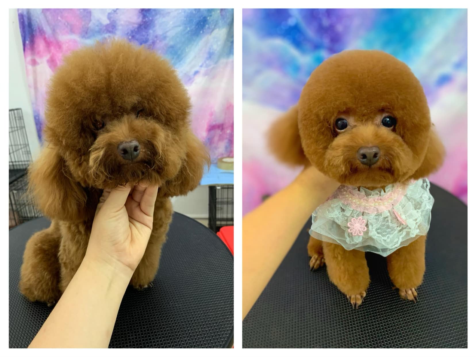 Huong Poodle Home ảnh 1