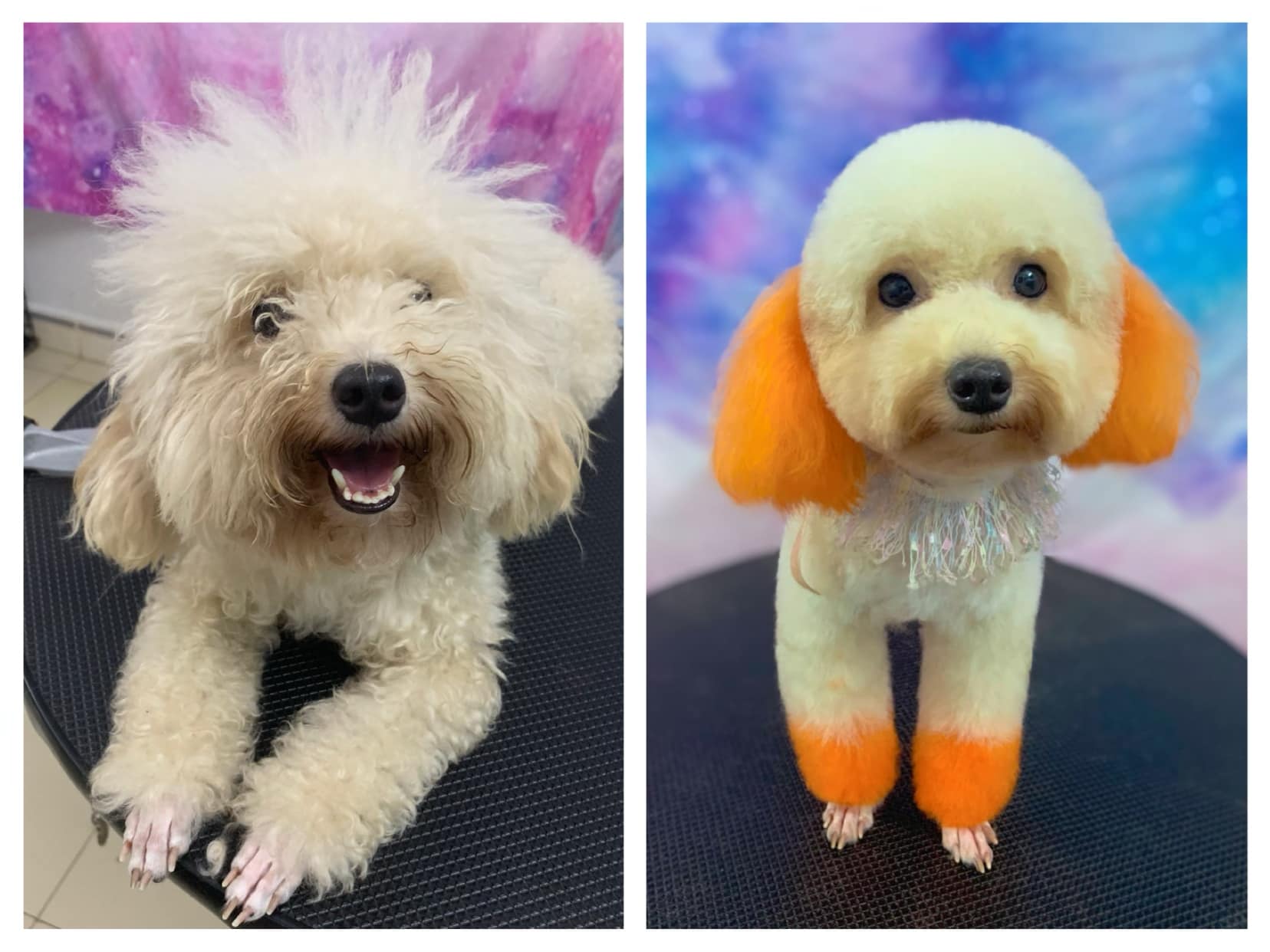 Huong Poodle Home ảnh 2