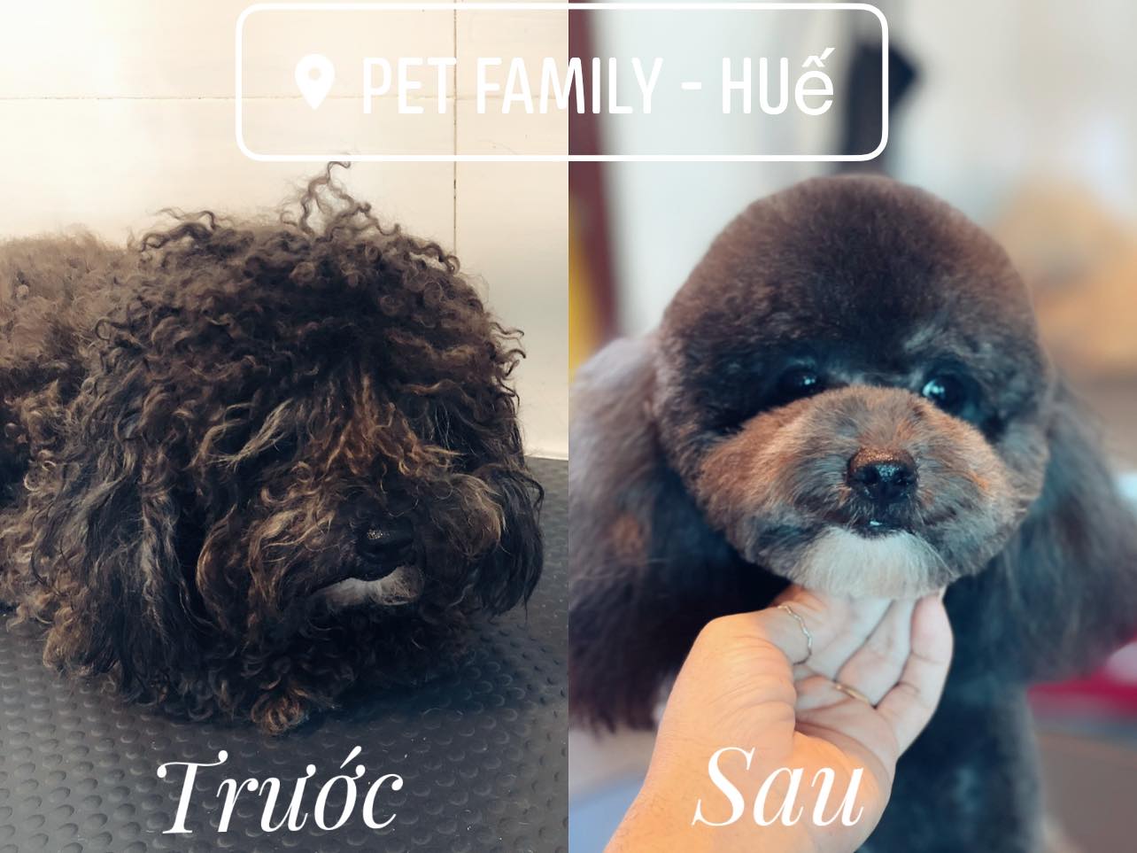 Pet Family Huế ảnh 2