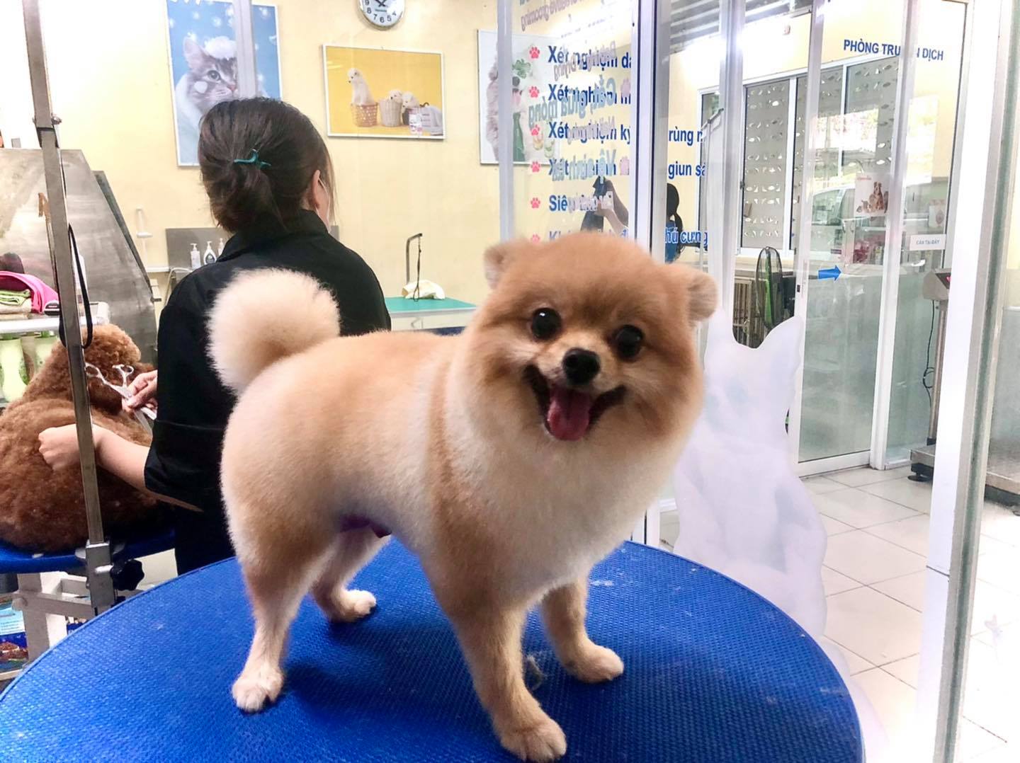 Phòng mạch thú y Petplus ảnh 1