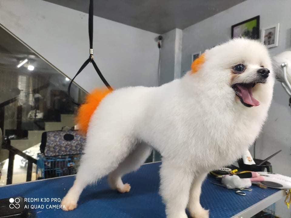 Royal Pet Shop ảnh 2