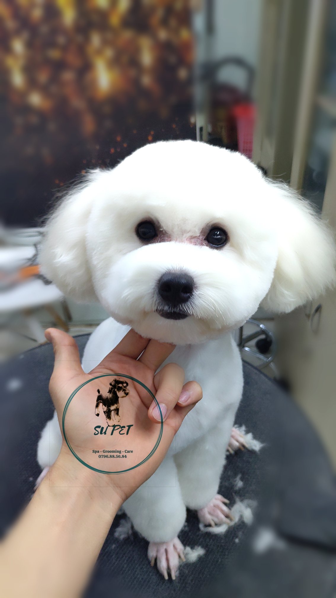 SU PET Spa & Grooming ảnh 2