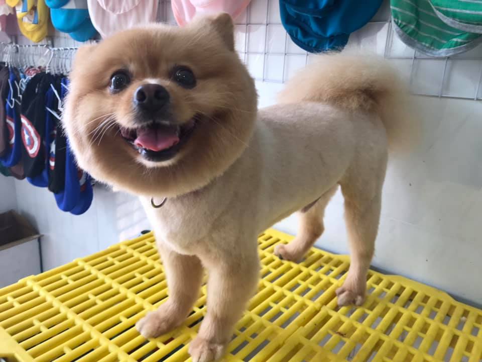 Sammy Pet Grooming ảnh 1