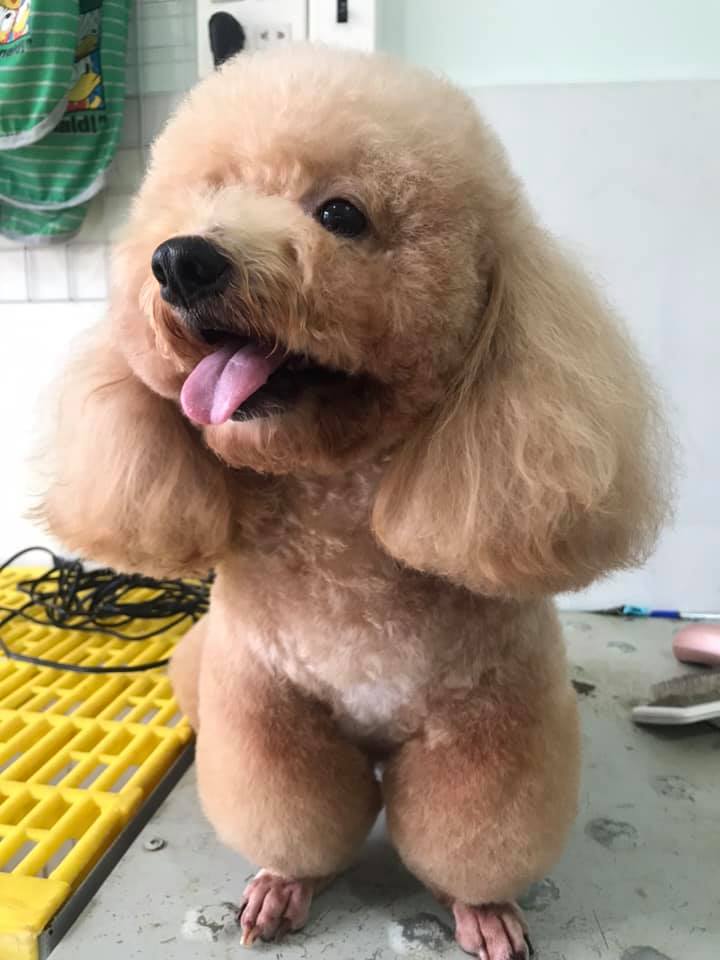 Sammy Pet Grooming ảnh 2