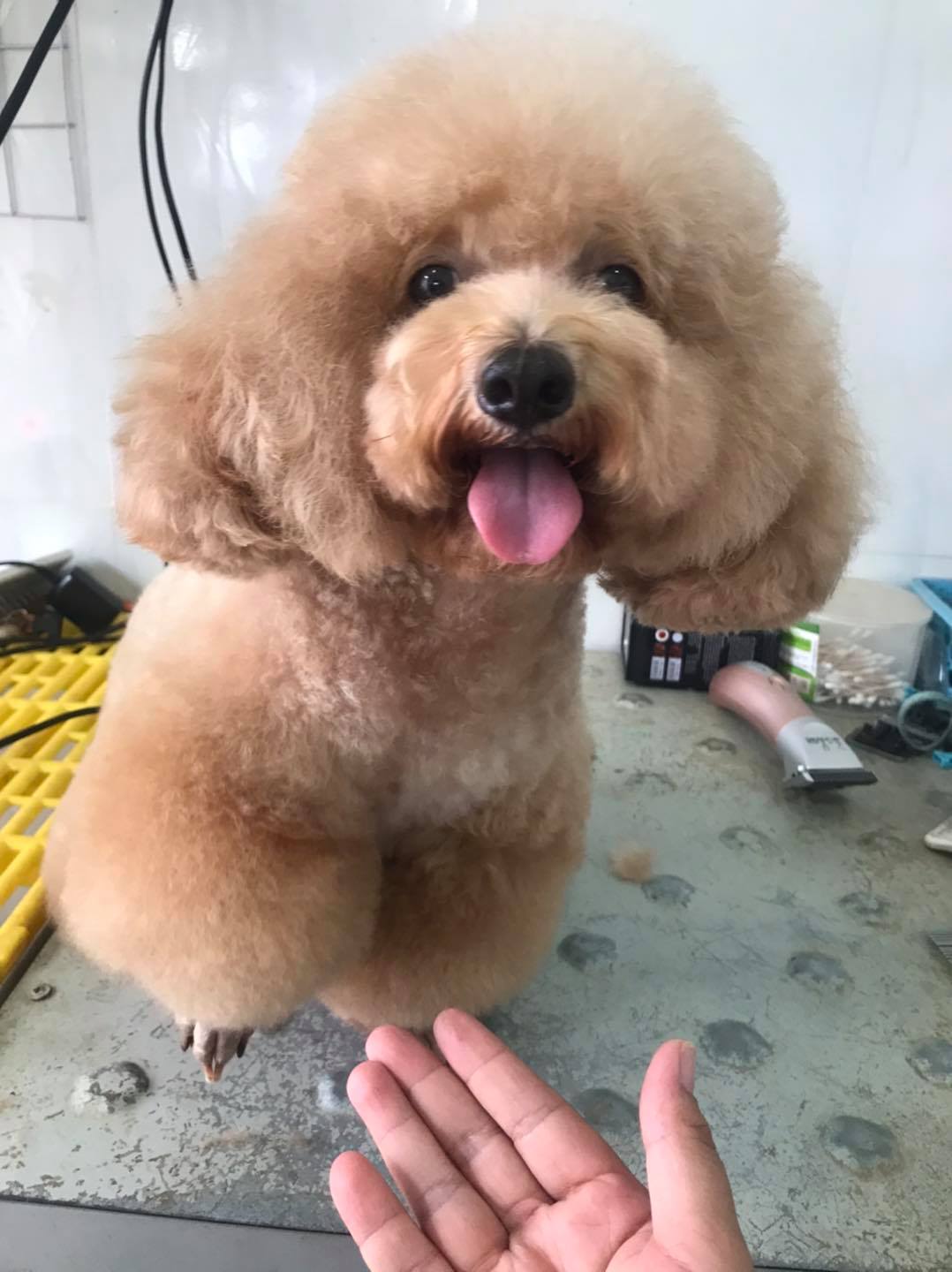 Sammy Pet Grooming ảnh 3