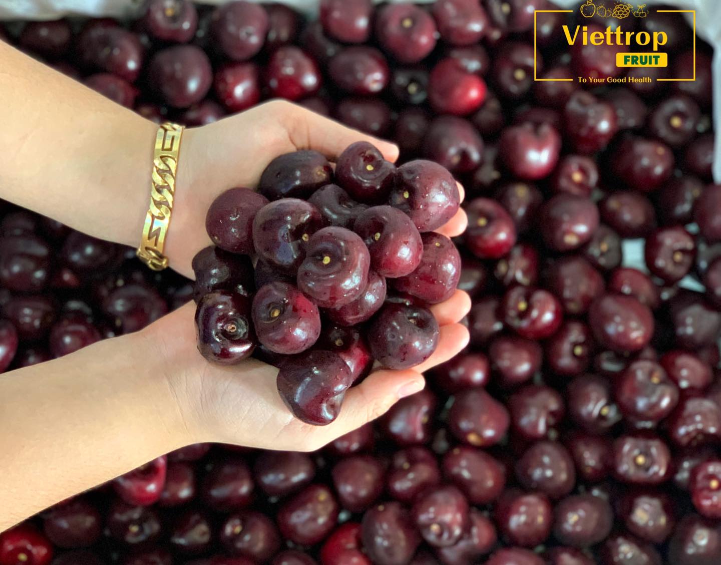 ViettropFruit Đà Nẵng ảnh 1