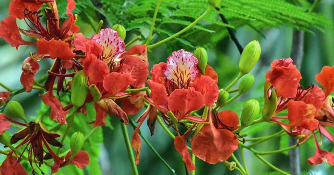 Giáo án dạy thơ Mùa hạ tuyệt vời (lớp 4 - 5 tuổi) hay nhất