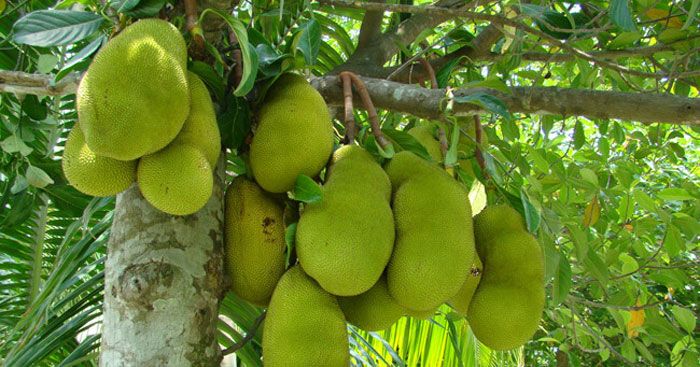 Bài văn tả cây mít (lớp 4) hay, dễ đạt điểm cao