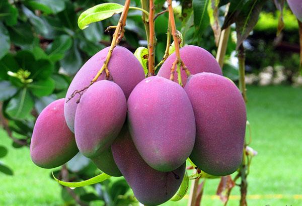 Bài văn tả cây xoài (lớp 4) hay, dễ đạt điểm cao