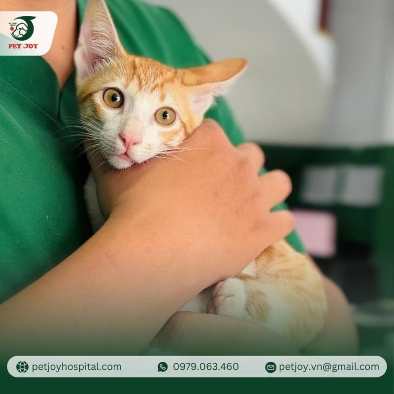 Bệnh viện thú y Pet Joy ảnh 1