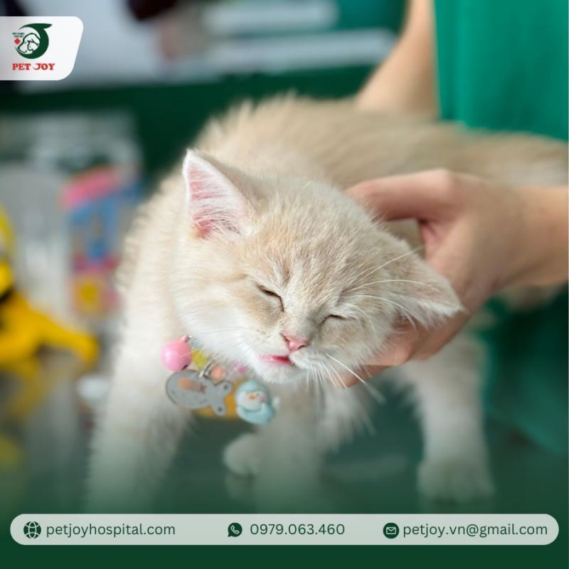 Bệnh viện thú y Pet Joy ảnh 2