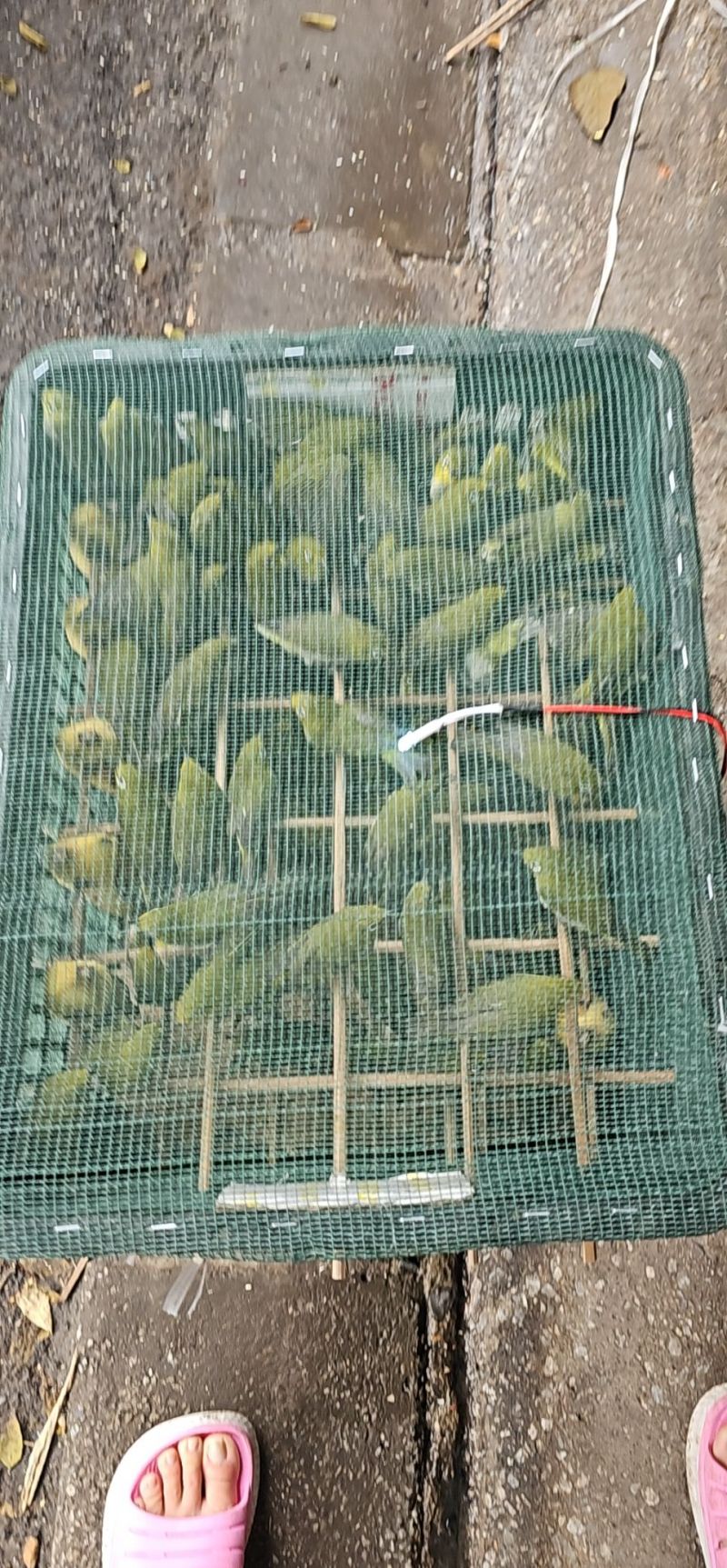 Chim Phóng Sinh Hương Cường ảnh 2