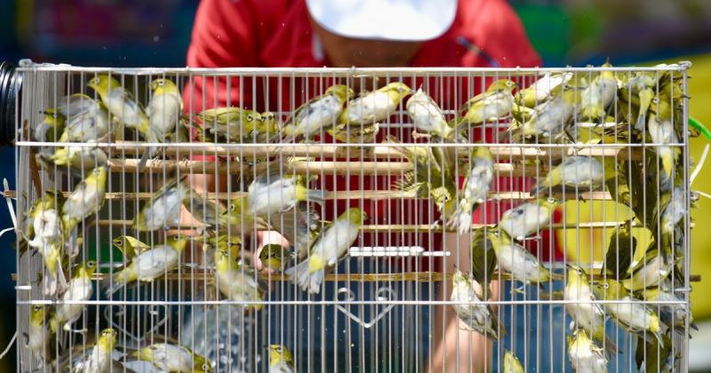 Chim Phóng Sinh Vũ Chi ảnh 1