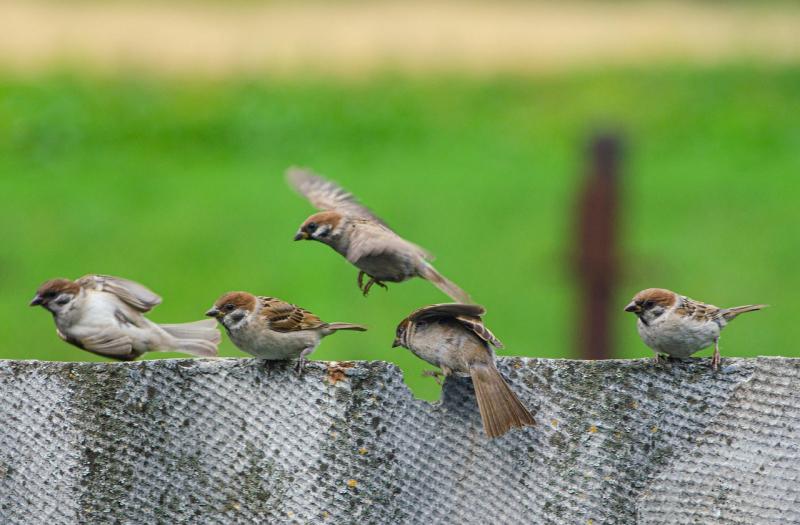 Công ty VIFOOD ảnh 1