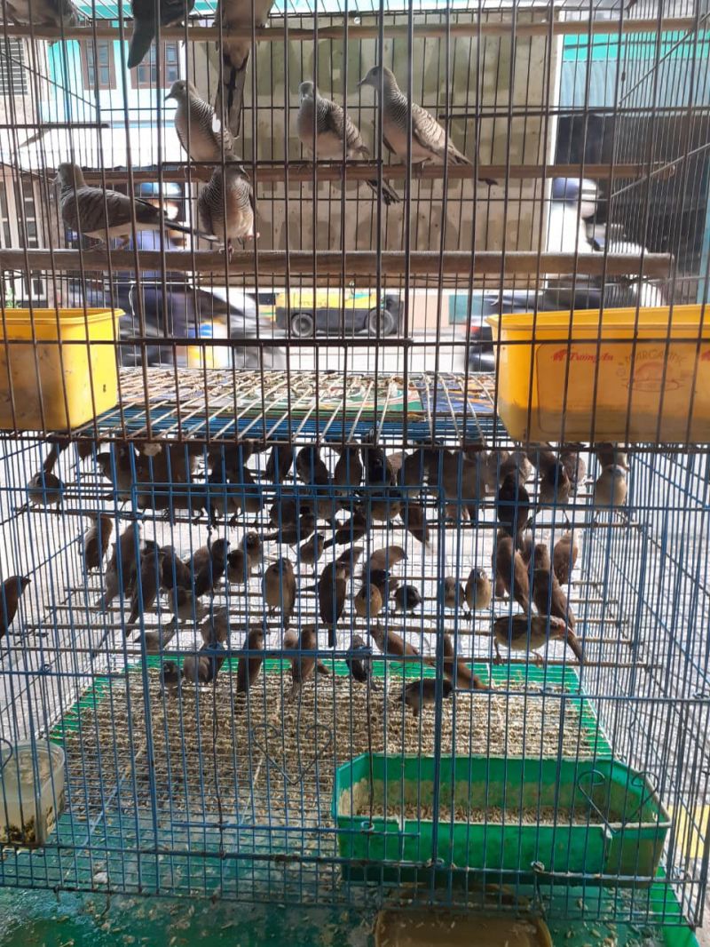 Cửa hàng Bán chim phóng sinh Bảo Long ảnh 1
