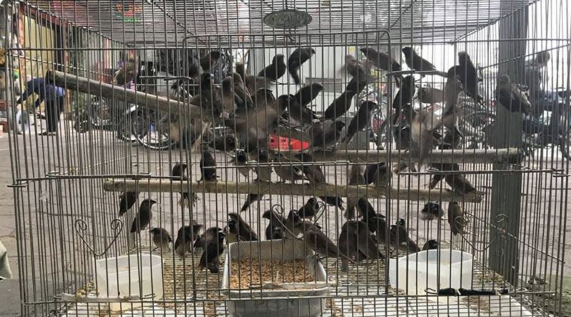 Cửa hàng Chim Phóng Sinh Kim Oanh ảnh 1