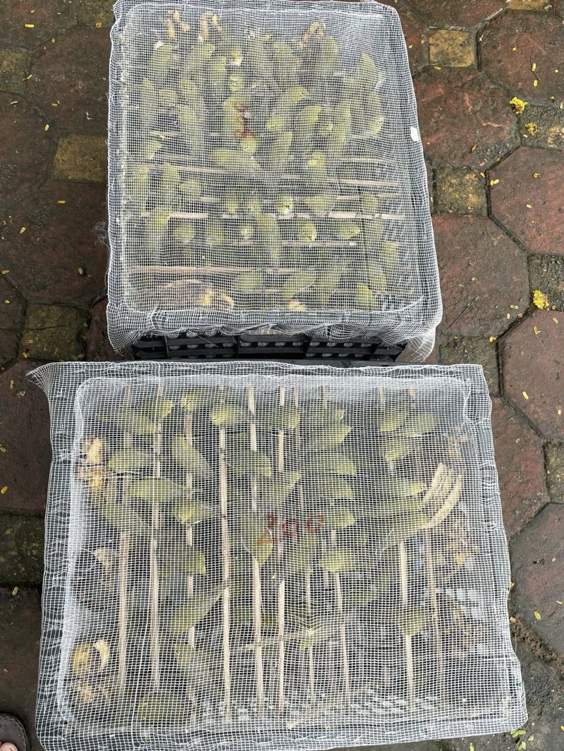 Cửa hàng chim cảnh Quỳnh Trang ảnh 1