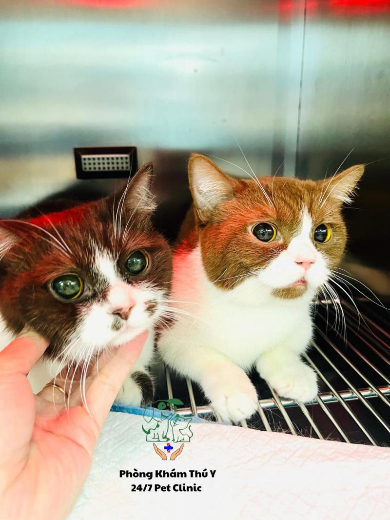 Phòng khám thú y - 24/7 Pet Clinic ảnh 1