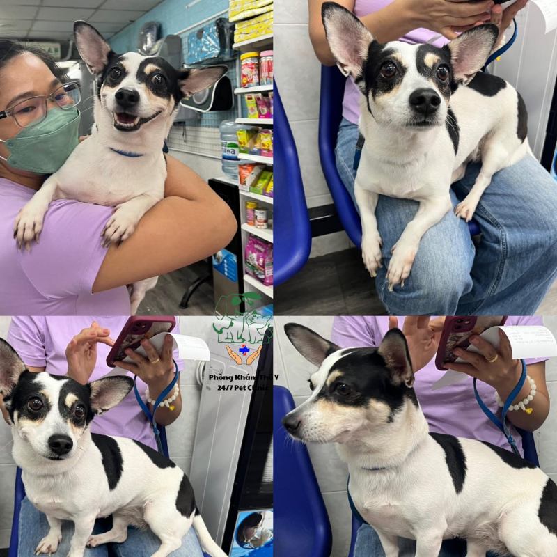 Phòng khám thú y - 24/7 Pet Clinic ảnh 2