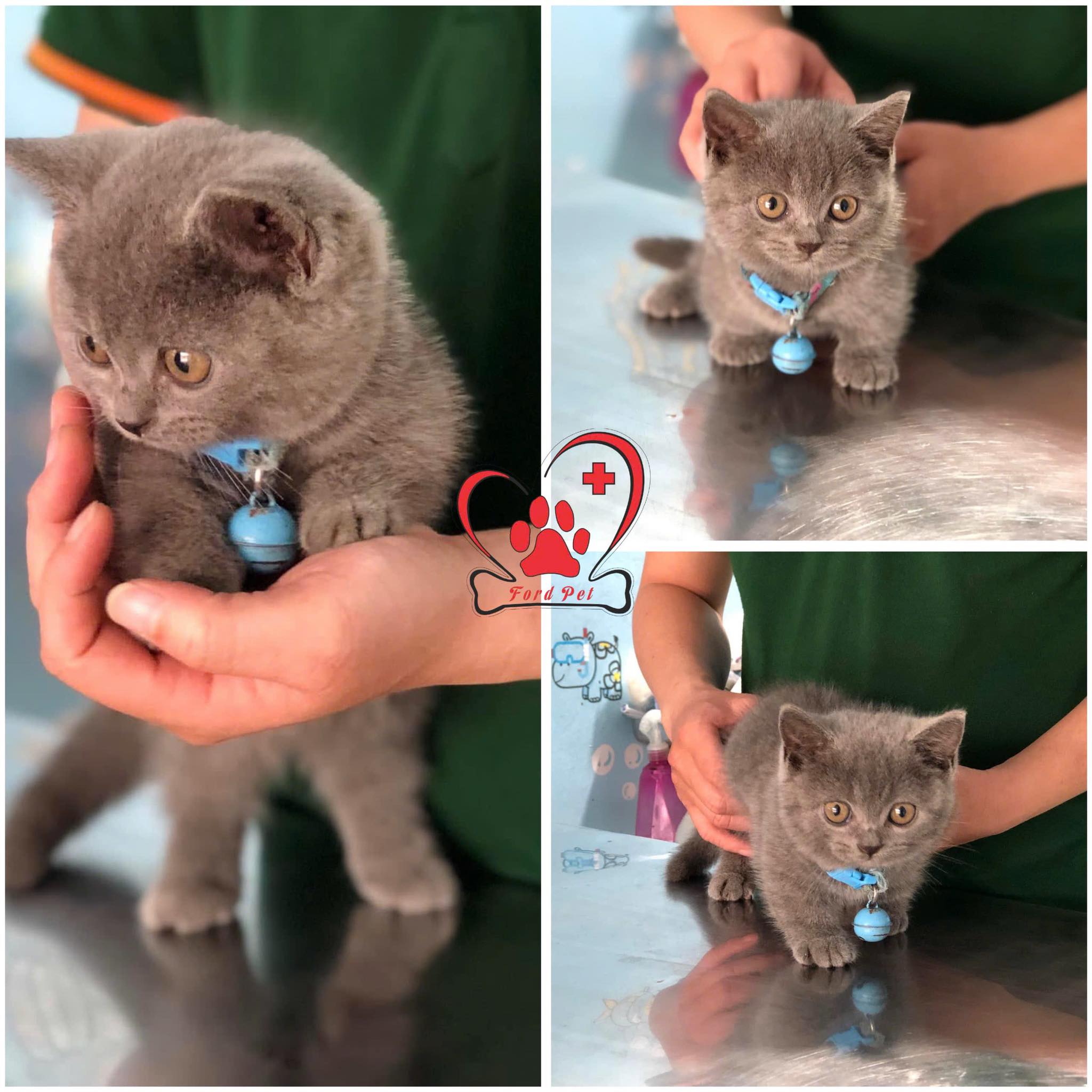 Phòng Khám Thú Y Ford Pet 31 ảnh 2