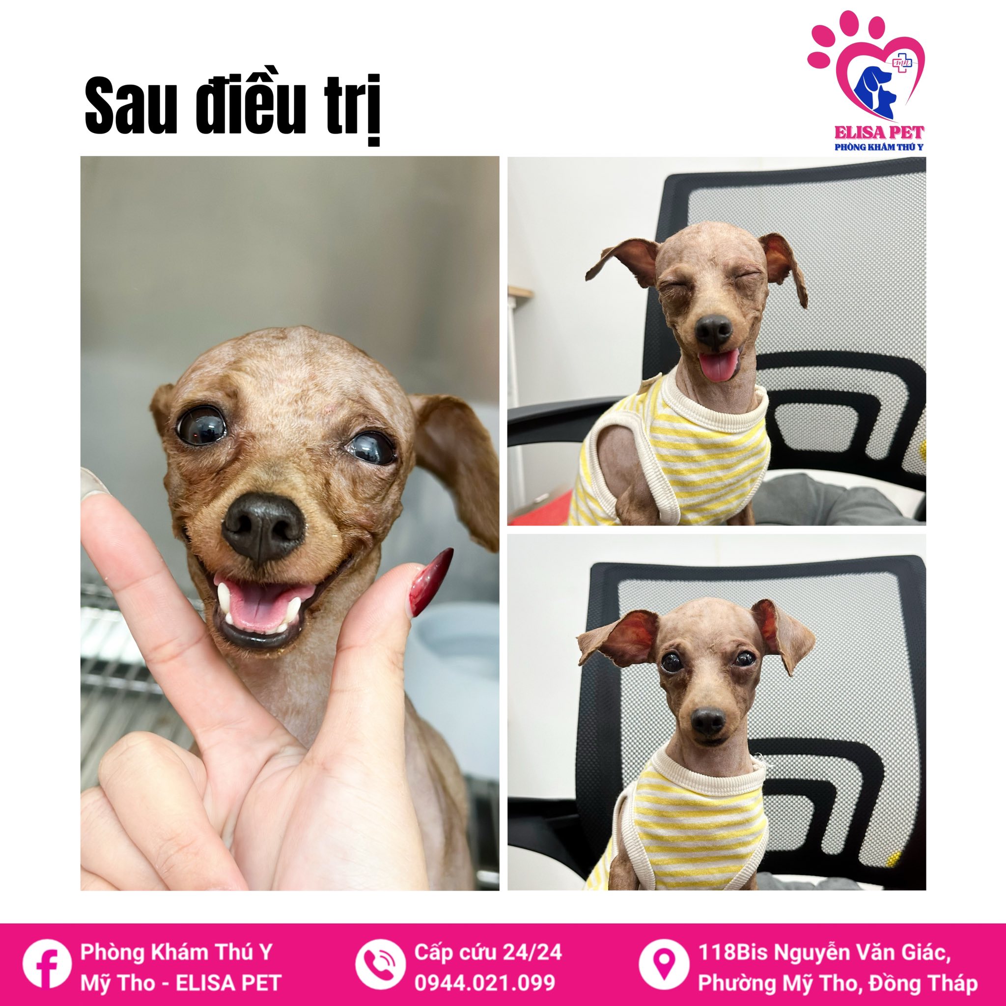 Phòng Khám Thú Y Mỹ Tho - ELISA PET ảnh 1