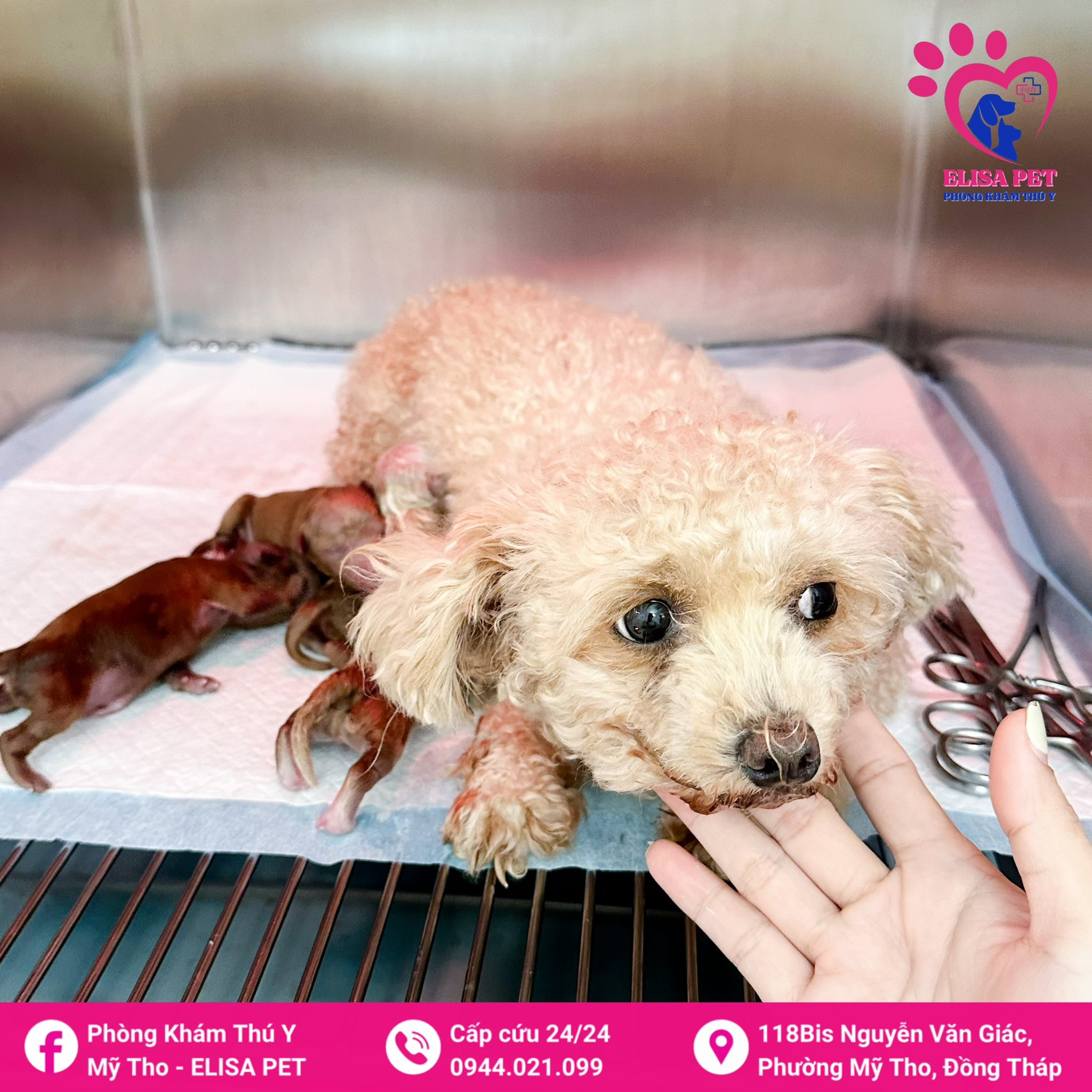 Phòng Khám Thú Y Mỹ Tho - ELISA PET ảnh 2