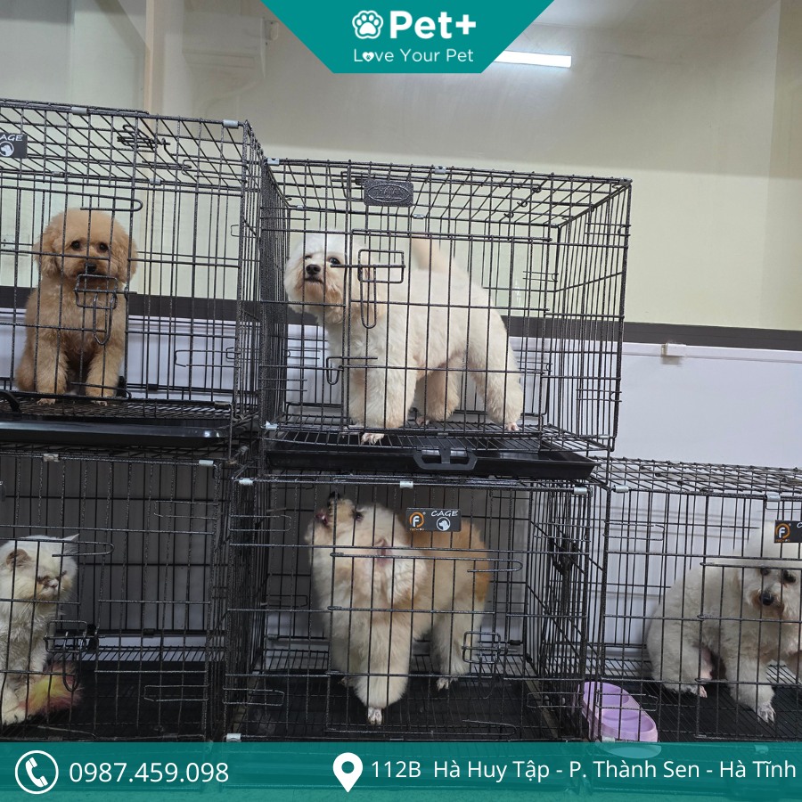 Phòng khám thú y Hà Tĩnh - Pet+ ảnh 1