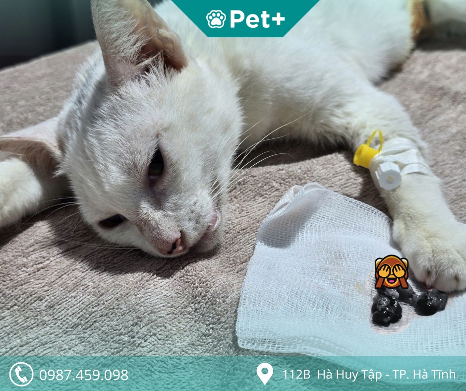 Phòng khám thú y Hà Tĩnh - Pet+ ảnh 2