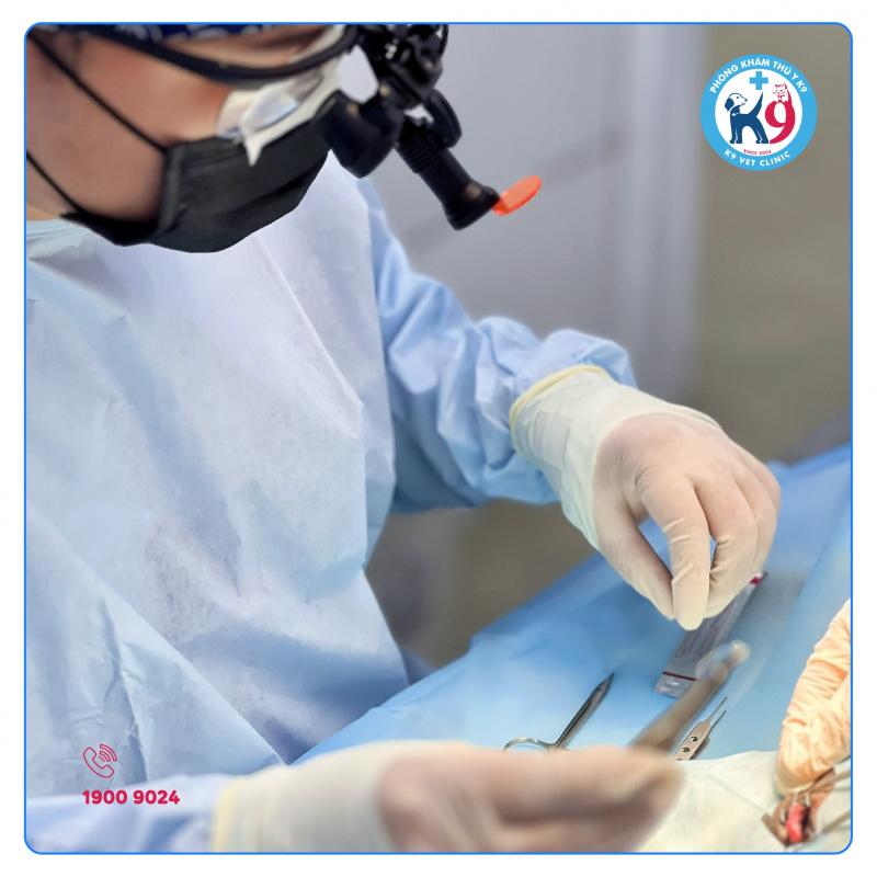 Phòng khám thú y K9 ảnh 2