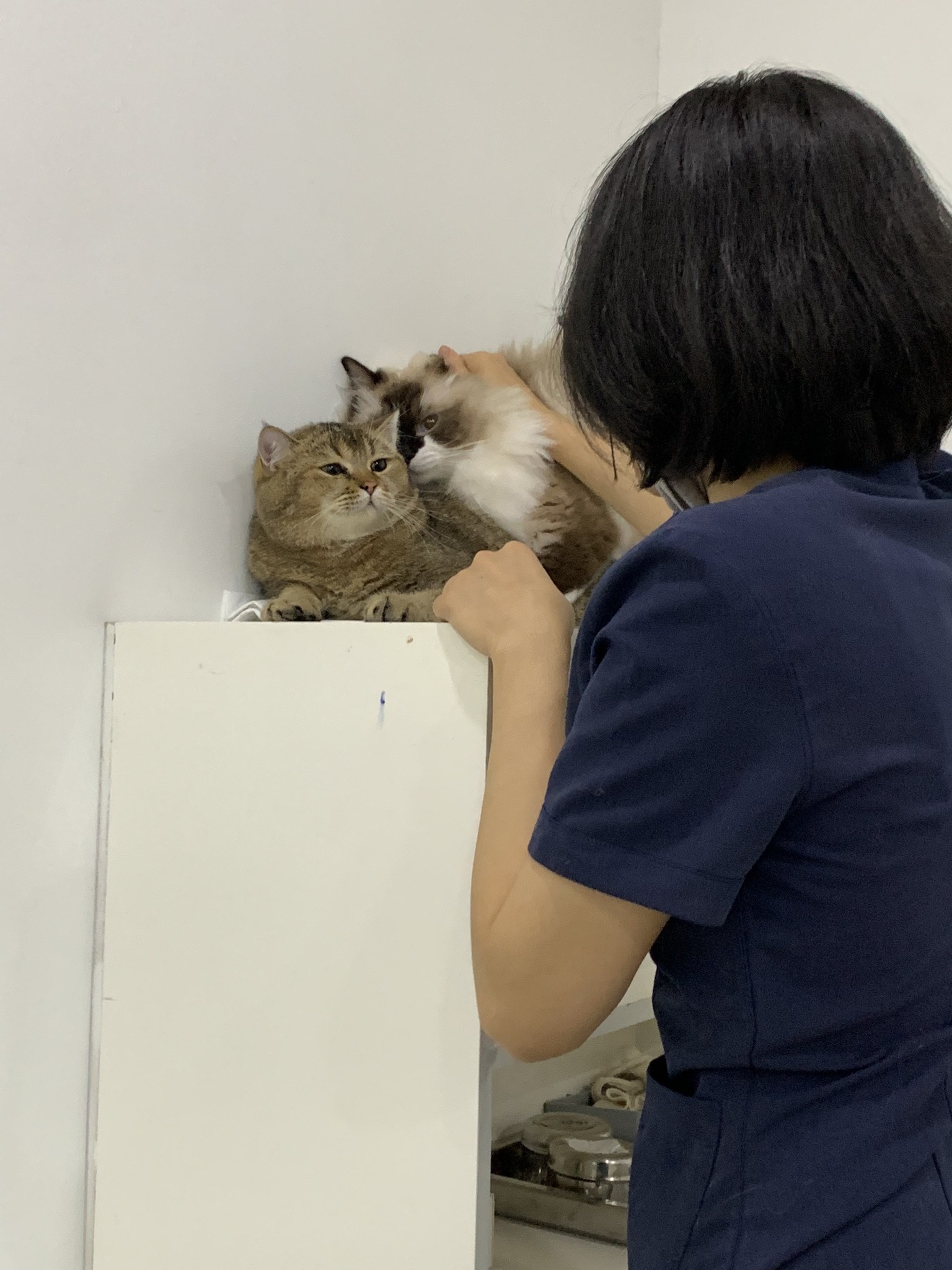 Samyang Animal Clinic ảnh 2